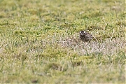 Boomleeuwerik-20200130g1280YSXX7078a-Arendonk.jpg