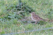 Boomleeuwerik-20200318g12807X1A8696a-Pannenhoef.jpg