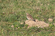 Boomleeuwerik-20200318g12807X1A8701a-Pannenhoef.jpg