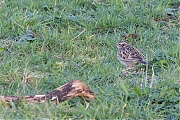 Boomleeuwerik-20200318g12807X1A8706a-Pannenhoef.jpg
