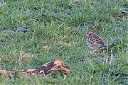 Boomleeuwerik-20200318g12807X1A8706b-Pannenhoef.jpg