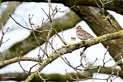 Filename=Boomleeuwerik-20240319g14401A1A0518atcrfb-Oude-Buisse-Heide.jpg
Filesize=758KiB
Dimensions=1280x960
Date added=Mar 20, 2024 Boomleeuwerik-20240319g14401A1A0518atcrfb-Oude-Buisse-Heide.jpg