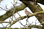 Filename=Boomleeuwerik-20240319g14401A1A0525atcrfb-Oude-Buisse-Heide.jpg
Filesize=798KiB
Dimensions=1280x960
Date added=Mar 20, 2024 Boomleeuwerik-20240319g14401A1A0525atcrfb-Oude-Buisse-Heide.jpg