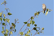 Filename=Boompieper-20180504g1280YSXX2314a.jpg
Filesize=579KiB
Dimensions=1280x960
Date added=May 04, 2018 Boompieper-20180504g1280YSXX2314a.jpg