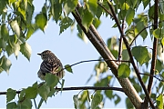 Filename=Boompieper-20180504g1280YSXX2324a.jpg
Filesize=785KiB
Dimensions=1280x960
Date added=May 04, 2018 Boompieper-20180504g1280YSXX2324a.jpg