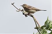 Filename=Boompieper-20220513g14401A1A7344bcrfb.jpg
Filesize=499KiB
Dimensions=1280x960
Date added=May 19, 2022 Boompieper-20220513g14401A1A7344bcrfb.jpg