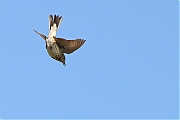 Filename=Boompieper-20220513g14401A1A8041acrfb-Pannenhoef.jpg
Filesize=551KiB
Dimensions=1280x960
Date added=May 19, 2022 Boompieper-20220513g14401A1A8041acrfb-Pannenhoef.jpg