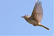 Filename=Boompieper-20220513g14401A1A8280acrfb-Pannenhoef.jpg
Filesize=567KiB
Dimensions=1280x960
Date added=May 19, 2022 Boompieper-20220513g14401A1A8280acrfb-Pannenhoef.jpg
