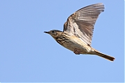 Filename=Boompieper-20220513g14401A1A8281acrfb-Pannenhoef.jpg
Filesize=592KiB
Dimensions=1280x960
Date added=May 19, 2022 Boompieper-20220513g14401A1A8281acrfb-Pannenhoef.jpg