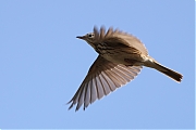 Filename=Boompieper-20220513g14401A1A8284acrfb-Pannenhoef.jpg
Filesize=545KiB
Dimensions=1280x960
Date added=May 19, 2022 Boompieper-20220513g14401A1A8284acrfb-Pannenhoef.jpg