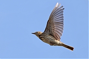 Filename=Boompieper-20220513g14401A1A8285acrfb-Pannenhoef.jpg
Filesize=510KiB
Dimensions=1280x960
Date added=May 19, 2022 Boompieper-20220513g14401A1A8285acrfb-Pannenhoef.jpg