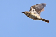Filename=Boompieper-20220513g14401A1A8286acrfb-Pannenhoef.jpg
Filesize=573KiB
Dimensions=1280x960
Date added=May 19, 2022 Boompieper-20220513g14401A1A8286acrfb-Pannenhoef.jpg