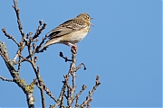Boompieper-20250401g14401A1A4967atcrfb-Oude-Buisse-Heide.jpg