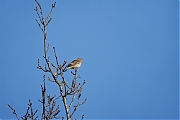 Boompieper-20250401g14401A1A4967otcrfb-Oude-Buisse-Heide.jpg