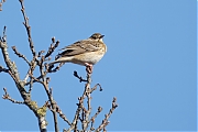 Boompieper-20250401g14401A1A4970atcrfb-Oude-Buisse-Heide.jpg