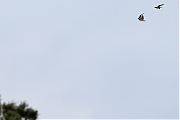 Filename=Boomvalk-20220526g14401A1A1311acrfb-Oude-Buisse-Heide~0.jpg
Filesize=528KiB
Dimensions=1280x960
Date added=Jun 01, 2022 Boomvalk-20220526g14401A1A1311acrfb-Oude-Buisse-Heide~0.jpg