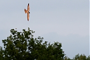 Filename=Boomvalk-20220526g14401A1A1330acrfb-Oude-Buisse-Heide~0.jpg
Filesize=615KiB
Dimensions=1280x960
Date added=Jun 01, 2022 Boomvalk-20220526g14401A1A1330acrfb-Oude-Buisse-Heide~0.jpg