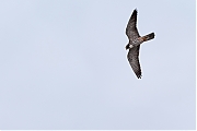 Filename=Boomvalk-20220526g14401A1A1362acrfb-Oude-Buisse-Heide~0.jpg
Filesize=508KiB
Dimensions=1280x960
Date added=Jun 01, 2022 Boomvalk-20220526g14401A1A1362acrfb-Oude-Buisse-Heide~0.jpg