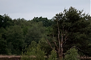 Filename=Boomvalk-20220526g14401A1A1423acrfb-Oude-Buisse-Heide~0.jpg
Filesize=693KiB
Dimensions=1280x960
Date added=Jun 01, 2022 Boomvalk-20220526g14401A1A1423acrfb-Oude-Buisse-Heide~0.jpg