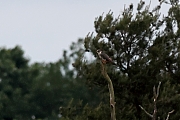Filename=Boomvalk-20220526g14401A1A1423bdcrfb-Oude-Buisse-Heide~0.jpg
Filesize=657KiB
Dimensions=1280x960
Date added=Jun 01, 2022 Boomvalk-20220526g14401A1A1423bdcrfb-Oude-Buisse-Heide~0.jpg