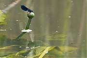 Filename=Bosbeekjuffer-20190610g1280YSXX5574a.jpg
Filesize=662KiB
Dimensions=1280x960
Date added=Jun 11, 2019 Bosbeekjuffer-20190610g1280YSXX5574a.jpg