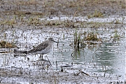 Filename=Bosruiter-20220430g14401A1A4412acrfbHogerwaardpolder.jpg
Filesize=885KiB
Dimensions=1280x960
Date added=Nov 17, 2022 Bosruiter-20220430g14401A1A4412acrfbHogerwaardpolder.jpg