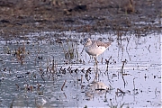Filename=Bosruiter-20220503g14401A1A5040acrfb-Hogerwaardpolder.jpg
Filesize=873KiB
Dimensions=1280x960
Date added=Oct 20, 2022 Bosruiter-20220503g14401A1A5040acrfb-Hogerwaardpolder.jpg