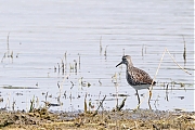 Filename=Bosruiter-20220503g14401A1A5684acrfb-Hogerwaardpolder.jpg
Filesize=756KiB
Dimensions=1280x960
Date added=Oct 20, 2022 Bosruiter-20220503g14401A1A5684acrfb-Hogerwaardpolder.jpg