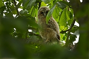 Bosuil-20120508g800IMG_4738a.jpg