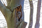 Filename=Bosuil-20160423g12807X1A4426a.jpg
Filesize=949KiB
Dimensions=1280x960
Date added=Apr 24, 2016 Bosuil-20160423g12807X1A4426a.jpg