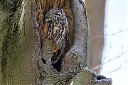 Filename=Bosuil-20160423g12807X1A4485amr.jpg
Filesize=1047KiB
Dimensions=1280x960
Date added=Apr 23, 2016 Bosuil-20160423g12807X1A4485amr.jpg