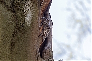 Filename=Bosuil-20160423g12807X1A4492alc.jpg
Filesize=856KiB
Dimensions=1280x960
Date added=Apr 23, 2016 Bosuil-20160423g12807X1A4492alc.jpg