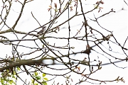Braamsluiper-20160504g12807X1A4762a.jpg