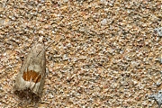 Filename=Bramenbladroller-Notocelia-uddmanniana-20150618g1280IMG_0247a.jpg
Filesize=1185KiB
Dimensions=1280x960
Date added=Jun 18, 2015 Bramenbladroller-Notocelia-uddmanniana-20150618g1280IMG_0247a.jpg