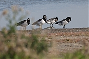 Filename=Brandgans-20210922g14401A1A1784acrfb-Prunjepolder.jpg
Filesize=605KiB
Dimensions=1280x960
Date added=Feb 20, 2022 Brandgans-20210922g14401A1A1784acrfb-Prunjepolder.jpg