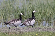 Filename=Brandgans-20230519g14401A1A5579acrfb-Hogerwaardpolder.jpg
Filesize=748KiB
Dimensions=1280x960
Date added=Aug 24, 2023 Brandgans-20230519g14401A1A5579acrfb-Hogerwaardpolder.jpg