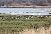 Filename=Brandgans-Den-Bommel-Ezelsgors-20190129g1280aYSXX4514.jpg
Filesize=1029KiB
Dimensions=1280x960
Date added=Jan 31, 2019 Brandgans-Den-Bommel-Ezelsgors-20190129g1280aYSXX4514.jpg