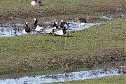 Filename=Brandgans-Den-Bommel-Ezelsgors-20190129g1280aYSXX4528.jpg
Filesize=1163KiB
Dimensions=1280x960
Date added=Jan 31, 2019 Brandgans-Den-Bommel-Ezelsgors-20190129g1280aYSXX4528.jpg