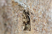 Brandnetelbladroller-Celypha-lacunana-20140903g1024IMG_6599b.jpg