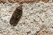 Filename=Bruine-huismot-Hofmannophila-pseudospretella-20150507g1280IMG_8984a.jpg
Filesize=1166KiB
Dimensions=1280x960
Date added=May 08, 2015 Bruine-huismot-Hofmannophila-pseudospretella-20150507g1280IMG_8984a.jpg