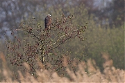 Bruine-kiekendief-20100424P1120573a.jpg