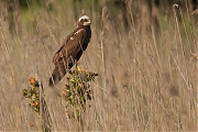 Bruine-kiekendief-20120524g800IMG_5902a.jpg