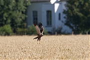 Bruine-kiekendief-20120801g800IMG_7907a.jpg