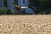 Bruine-kiekendief-20120801g800IMG_7908a.jpg