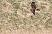 Filename=Bruine-kiekendief-20150327g12807X1A3333aa.jpg
Filesize=751KiB
Dimensions=1280x960
Date added=Mar 27, 2015 Bruine-kiekendief-20150327g12807X1A3333aa.jpg