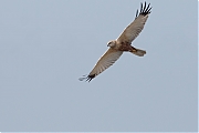 Filename=Bruine-kiekendief-20150410g12807X1A3532a.jpg
Filesize=478KiB
Dimensions=1280x960
Date added=Apr 11, 2015 Bruine-kiekendief-20150410g12807X1A3532a.jpg