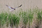 Filename=Bruine-kiekendief-20230519g14401A1A5479oacrfb-Colijnsplaat.jpg
Filesize=688KiB
Dimensions=1280x960
Date added=Jun 10, 2023 Bruine-kiekendief-20230519g14401A1A5479oacrfb-Colijnsplaat.jpg