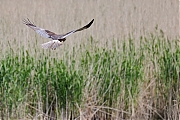 Bruine-kiekendief-20230519g14401A1A5479oacrfb-Colijnsplaat.jpg