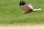Filename=Bruine-kiekendief-20230519g14401A1A5495acrfb-Colijnsplaat.jpg
Filesize=560KiB
Dimensions=1280x960
Date added=Jun 10, 2023 Bruine-kiekendief-20230519g14401A1A5495acrfb-Colijnsplaat.jpg