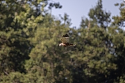 Bruine-kiekendief-20260728g14401A1A5704bvghcrfb-Kelsdonk.jpg
